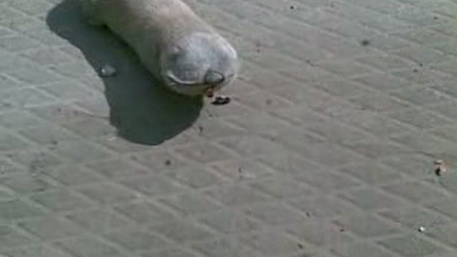 слепец слепыш.mp4