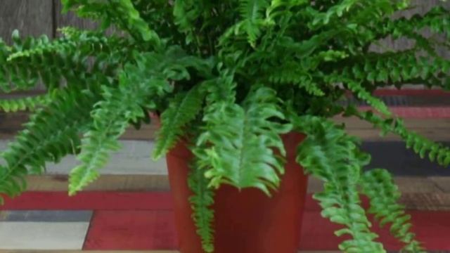 Аскорбинка для комнатных растений. Витамин С для домашних цветов.