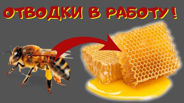 Как получить мед с отводков.-6 рамочное пчеловодство.