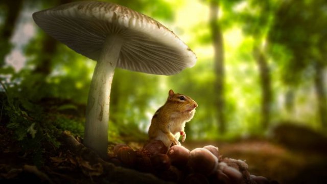 Крошечный мир (документальный сериал, 2 сезон, 5 серия, тифлокомментирование на русском)