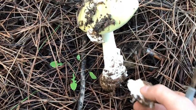 Her mantar avcısı bu mantarı tanımalı! Amanita phalloides - Köygöçüren mantarı