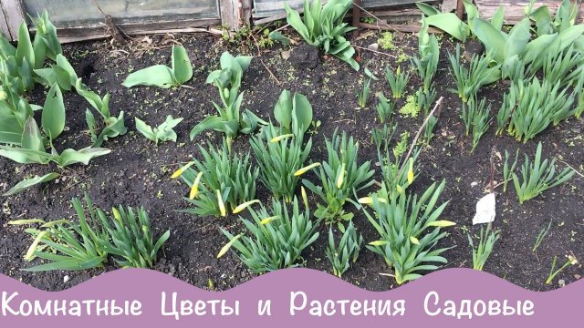 Микс Цветов. Садовые и Комнатные Растения.