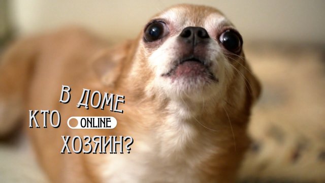 12 ЛЕТ С СОБАКОЙ ГУЛЯЛИ РАЗ В МЕСЯЦ!