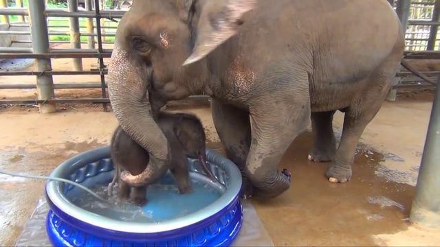 Мама учит слоненка купаться