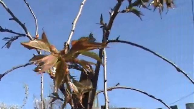 Сакура-от посадки до цветения