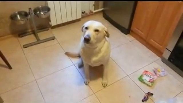 Собака барабака Лабрадор