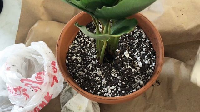 Unboxing: Calathea Maria, Margarita Comparison