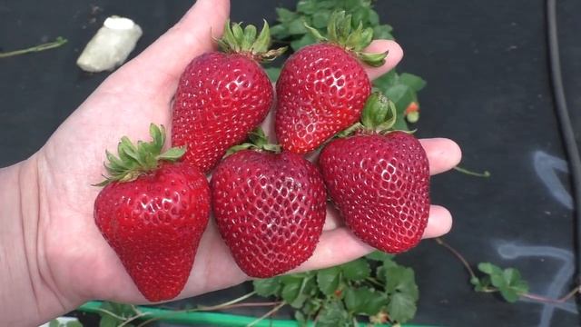 МОНТЕРЕЙ  ремонтантный сорт клубники