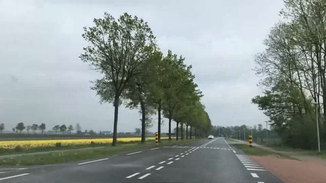 ПОЛЯ С ТЮЛЬПАНАМИ ПО ДОРОГЕ В АМСТЕРДАМ И УТРЕХТ/НИДЕРЛАНДЫ