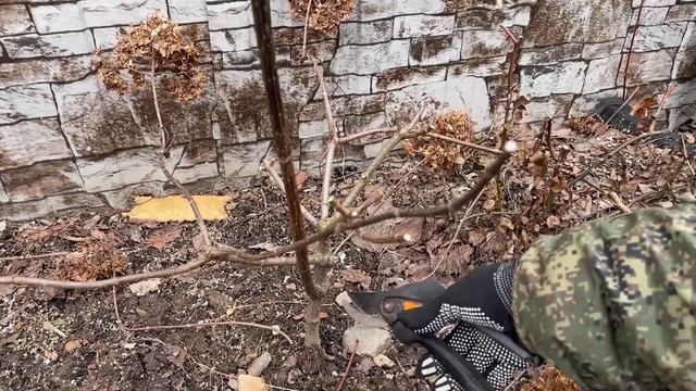 Как обрезать и формировать метельчатую гортензию