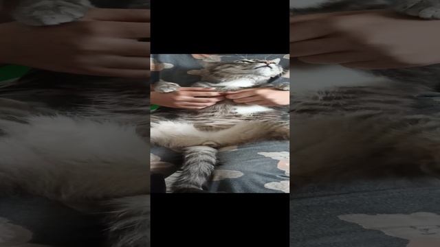 export_2249278905575825928.mp4
