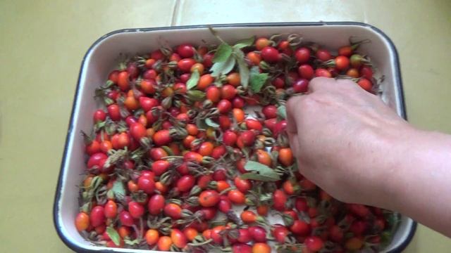 Как мы сушим шиповник