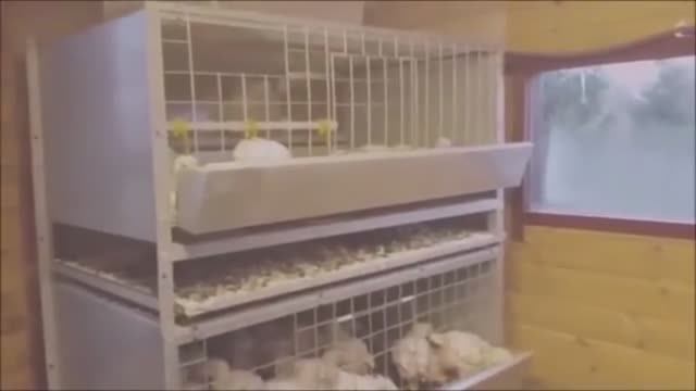 КЛЕТОЧНОЕ СОДЕРЖАНИЕ БРОЙЛЕРОВ.