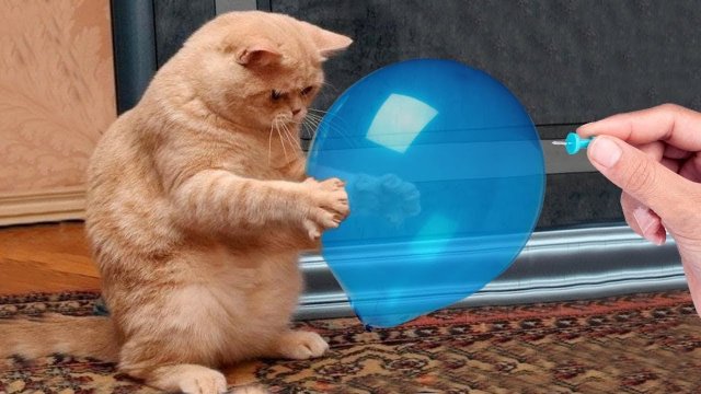 Я РЖАЛ ЦЕЛЫЙ ЧАС?ПОДБОРКА СМЕШНЫХ КОТОВ И СОБАК ДЛЯ ХОРОШЕГО НАСТРОЕНИЯ? #4
