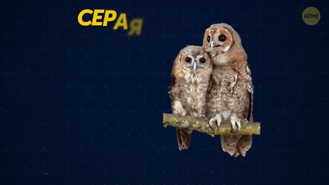 Животные, которые видят мир как никто другой