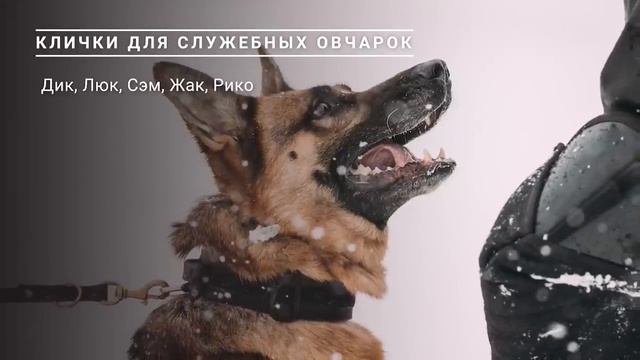 Лучшие клички для Немецких Овчарок! А как зовут вашего питомца?