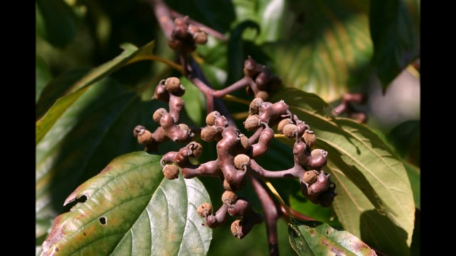 Как в домашних условиях вырастить Конфетное Дерево