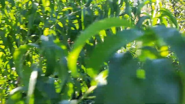 Персик Сатурн,Пинк ринг,Фиделия и конечно же инжирный нектарин Концентина.