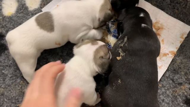 Щенки французского бульдога, как подросли, нам 3,5 недели