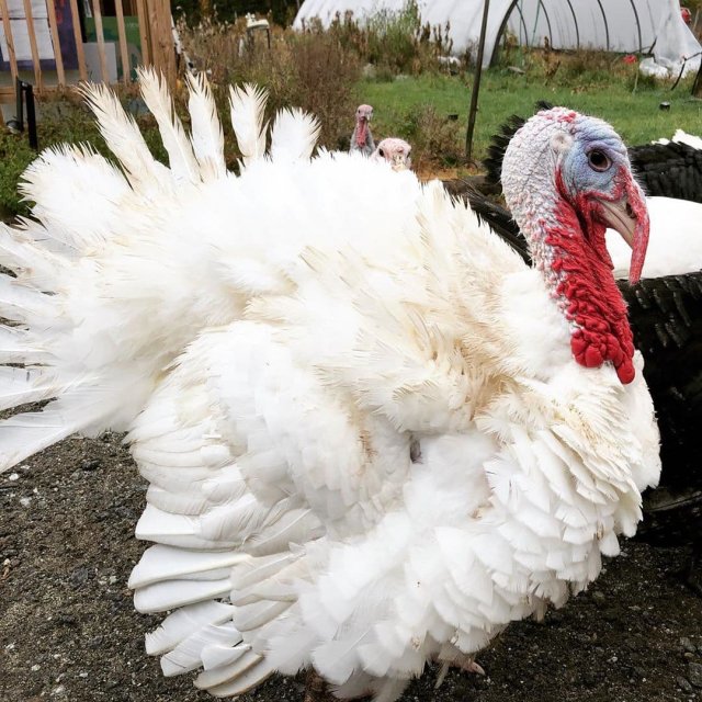 ИНДЮКИ РАЗВЕДЕНИЕ СТОИТ ЛИ ЗАБИВАТЬ ПОСЛЕ ОСПЫ