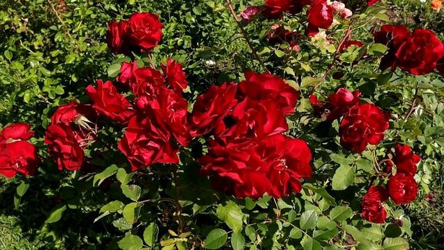 Беспроблемная канадская роза - Хоуп оф Хьюманити!