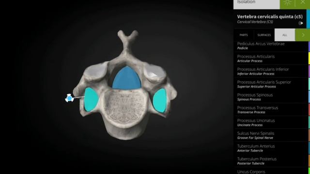 Скелет туловища (строение позвоков, крестца и копчика)