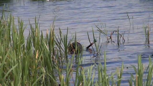 Поиски прозрачной воды на Верхне-Волжских озерах