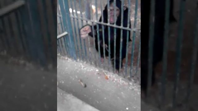 Обезьяна украла тапок