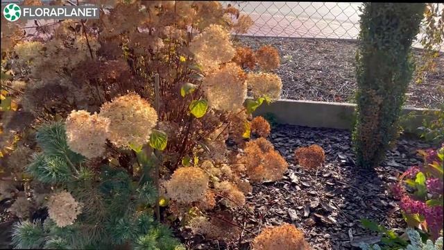 Хвойные коллекционера Krzysztof Wolski| Лучшие растения