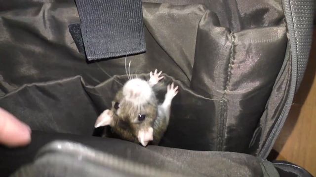 Крыса сбежала из клетки! Как найти и как поймать крысу