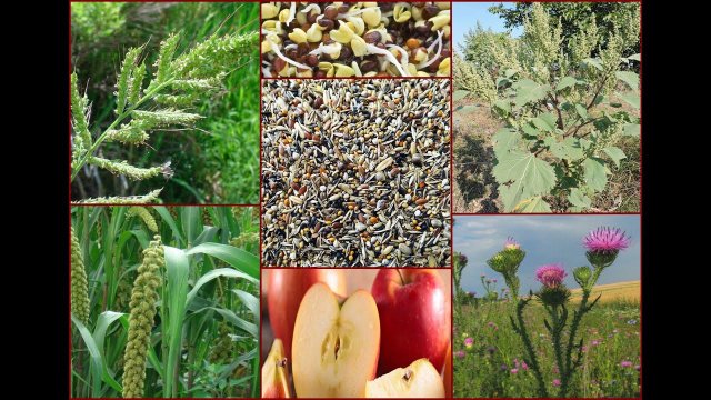 Как и чем кормить зерноядную птицу в разные времена года.