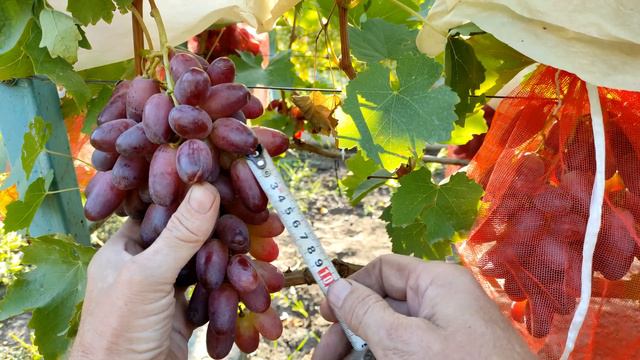 🍇 РИЗАМАТ - виноград, который уплетают за ОБЕ ЩЕКИ.