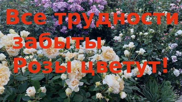 Розы  Шесть лет труда и результат