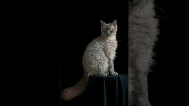 Самые редкие породы кошек в мире?Часть2?