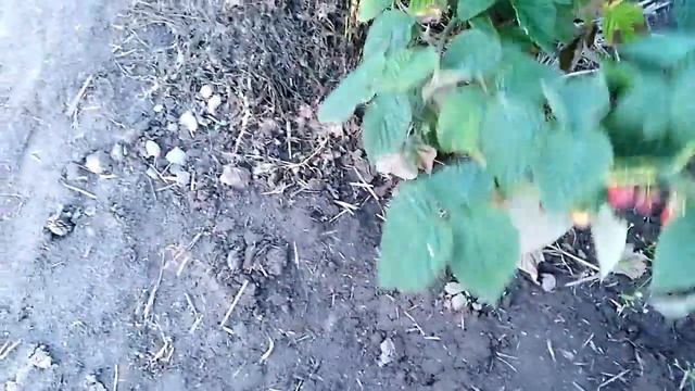 Малина сорт Вилламетт. Загруженность куста отличная.