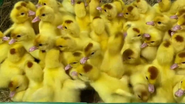 МУСКУСНАЯ УТКА СТ-6 ОРВИЯ ФРАНЦИЯ