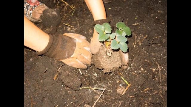 Пересадка клубники весной на новое место, чтобы она плодоносила