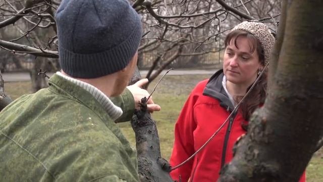 Усадьба: «Здоровый сад»