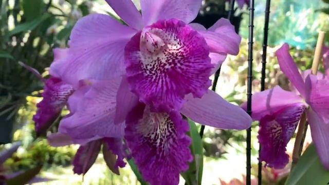 Как Добыть Ванилин из Орхидеи Ваниль?? Цветение Гибрида с C. tenebrosa, C. Lacey Michelle Matherne