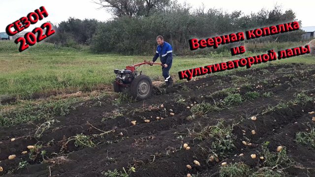 Копаем картофель самодельной веерной копалкой 2022г. Веерная картофелекопалка для мотоблока