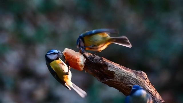 Реакция кота на звуки птиц ПЕНИЕ ПТИЦ ЗВУКИ ПРИРОДЫ. Видео для кошек