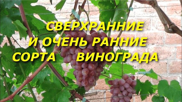 Сверхранние и очень ранние сорта винограда после весенних заморозков и аномальной жары 2024 г.