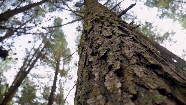 Елена Камбурова - Маленький принц (Караоке)