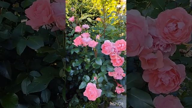 Цветение розы Jardins de France в саду на Южном Урале.