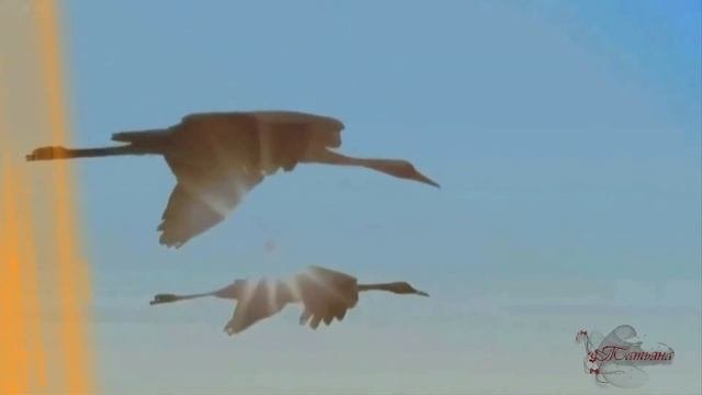 Журавли Далеко журавли улетели Христианские песни