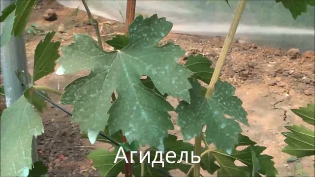 Агидель
