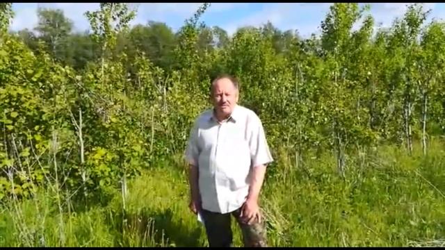 КАК ПРАВИЛЬНО СОБИРАТЬ КОРУ ОСИНЫ. Виктор Мелешкин.