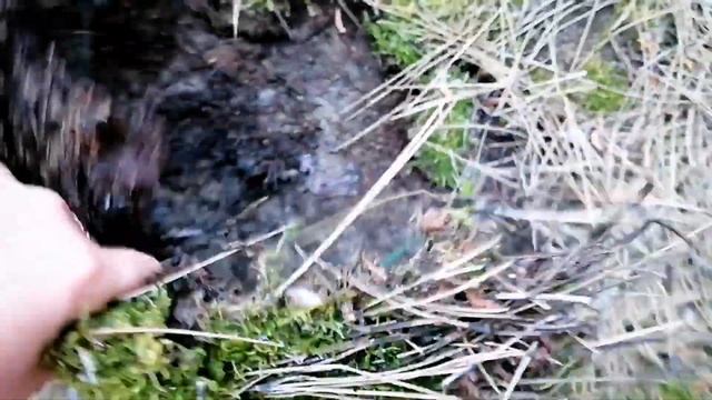 В лес по мох. Мох в лесу. Собираю мох в лесу для улиток. Какой мох в лесу.