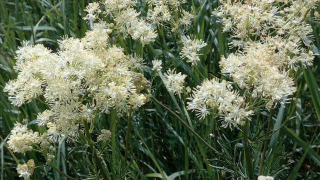 Злата Урусова - / балалайка , вокал / исп - ОЙ , ЦВЕТЁТ КАЛИНА