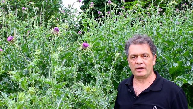 Расторопша пятнистая (Silybum marianum)